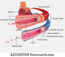 Blood vessels Blood vessels