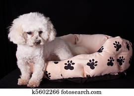 Dog in basket Stock Image | bn272013 | Fotosearch