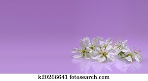 Florist Website Banner