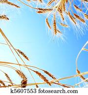 Frame of Wheat against Clear Sky
