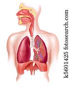 human, cheio, sistema respiratório, seção transversal