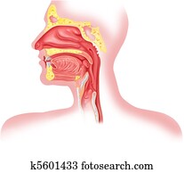 Human respiratory system cross section, head part. Human respiratory system cross section, head part.