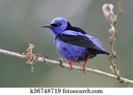 Male Red-legged Honeycreeper - Panama