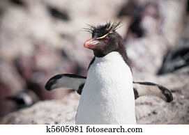rockhopper penguin rockhopper penguin