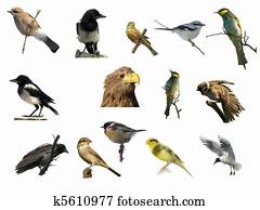 Φωτογραφίες πουλί