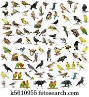 81 photographs of birds isolated