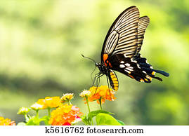 Brilliant swallowtail butterfly feeding on flowers Brilliant swallowtail butterfly feeding on flowers