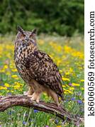 Eagle owl  (Bubo bubo) perched 
