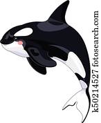 Killer Whale Killer Whale