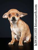 marrom, assustado, chihuahua, filhote cachorro