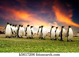 março, de, a, pingüins