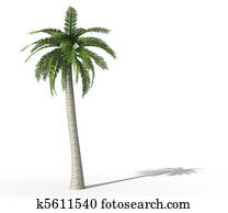 palm tree palm tree