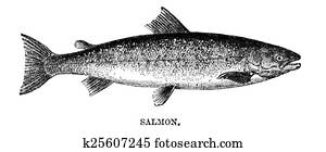 Salmon Salmon