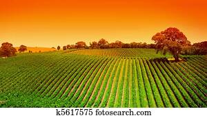 Vineyard Hills Sunrise Vineyard Hills Sunrise