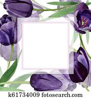 Watercolor black tulips flower. Floral botanical flower. Frame border ornament square. Watercolor black tulips flower. Floral botanical flower. Frame border ornament square.