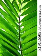 Palm Leaf