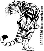 tiger drawing tiger drawing