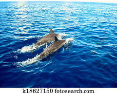 dolphin dolphin