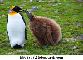 King Penguin Feeding Chick