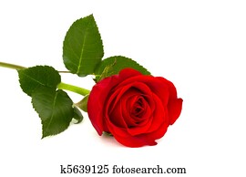 red rose red rose
