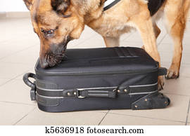 Sniffing dog checking luggage Sniffing dog checking luggage