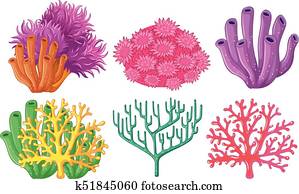 Different types of coral reef Different types of coral reef