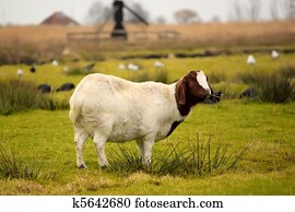 Goat Goat
