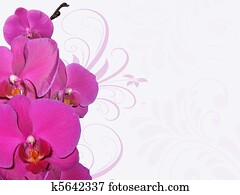 Orchid Orchid