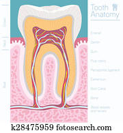 tooth medical anatomy with words tooth medical anatomy with words