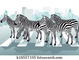 zebras, ligado, passagem pedonal