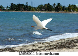 Belize, Placencia, white stork
