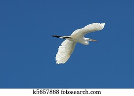 Belize, Placencia, white stork