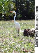 Belize, Placencia, white stork