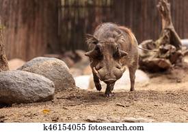 Common warthog called Phacochoerus africanus Common warthog called Phacochoerus africanus