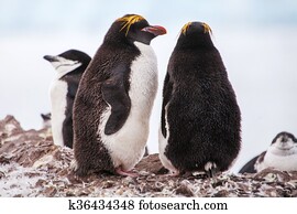 Macaroni penguins with Chinstrap penguin walking on the coast