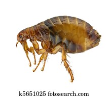 Pulex irritans Pulex irritans