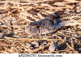 Close up of Pacific Gophersnake (Pituophis catenifer catenifer) head laying on the ground on a sunny day; Merced National Wildlife Refuge, Central California Close up of Pacific Gophersnake (Pituophis catenifer catenifer) head laying on the ground on a sunny day; Merced National Wildlife Refuge, Central California