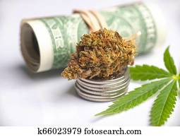 konope, nug, a, lístie, s, valcovaný, american dollars