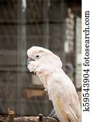 Moluccan cockatoo Cacatua moluccensis