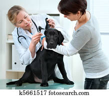 veterinarian veterinarian