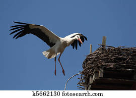 White stork 1