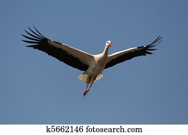 White Stork 3