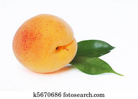 Apricot