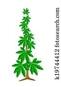Cannabis or Marijuana Plant on White Background Cannabis or Marijuana Plant on White Background