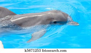 dolphin dolphin