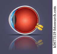 Human eye Human eye