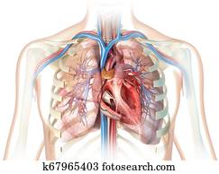 Human heart cross-section with vessels, lungs, bronchial tree and cut rib cage.