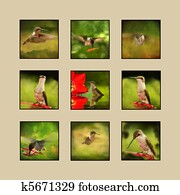 Hummingbird Collage Hummingbird Collage