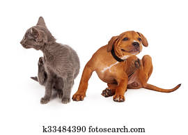 Kitten and Puppy Scratching Kitten and Puppy Scratching