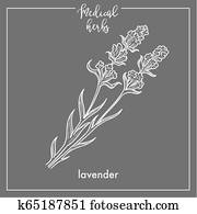 lavendel, heilpflanze, skizze, botanische, design, symbol, für, medizinisches kraut, oder, phytotherapy, kr?utertee, infusion. lavendel, heilpflanze, skizze, botanische, design, symbol, für, medizinisches kraut, oder, phytotherapy, kr?utertee, infusion.